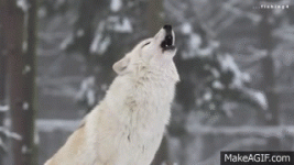1699798859398.gif