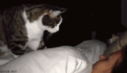 1702755454757.gif