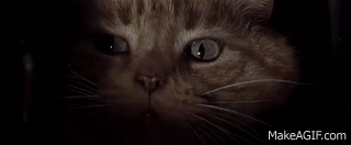 1703163679606.gif