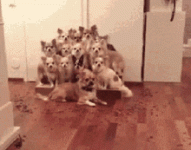 1706963685929.gif