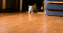 1706963840760.gif