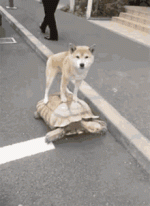 1706964154810.gif