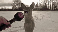 IMG_2810.gif
