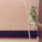 1721565063879.gif