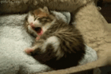 1726140460997.gif 1726140460997.gif
