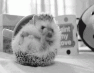 1728042367852.gif 1728042367852.gif