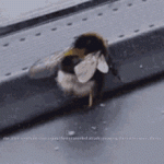 1730041699036.gif 1730041699036.gif