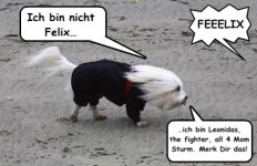 FELIX STURM HUND.jpeg