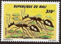 Mali11.jpg Mali11.jpg
