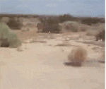 B1FAABEC-7DE8-4CF1-B0A6-EB42FD9AADF3.gif