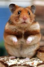 goldhamster.jpg