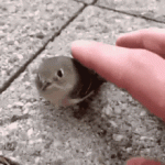 1747825612710.gif