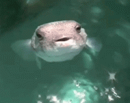 1751209332433.gif