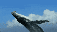 1751210031394.gif