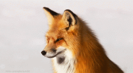 1751210388556.gif