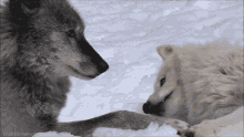 1751211111575.gif