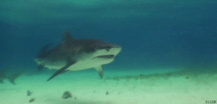 1751211474072.gif