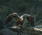 1751212363940.gif
