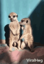 1751212867627.gif