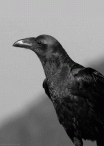 1751213878763.gif