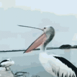 1751214410838.gif