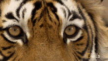 1751454431009.gif
