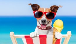 eis-meer-liegestuhl-hund-fot115629435-500px.jpg