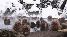 jigokudani.jpg jigokudani.jpg
