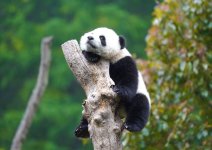 wolong-panda-2-700.jpg