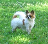 Chihuahualongcoat.jpg
