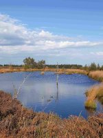 Hochmoor - Kopie4.jpg Hochmoor - Kopie4.jpg