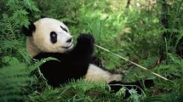 panda.jpg