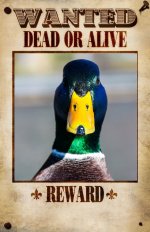 Ente.jpg Ente.jpg