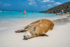 curacao-porto-mari-schwein-liegend-768x512.jpg