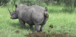 shitting-rhino (1).gif