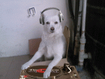 DJ_Dog.gif