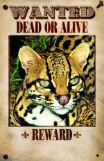 Ocelot.jpg Ocelot.jpg