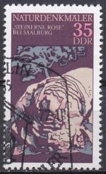 Steinerne rose9.jpg Steinerne rose9.jpg