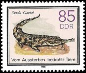 Sunda gavial02.jpg Sunda gavial02.jpg