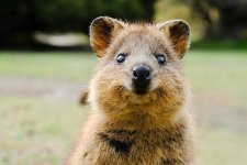 quokka.jpg