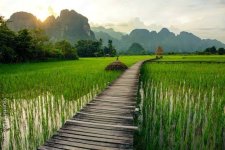 rice field.jpg