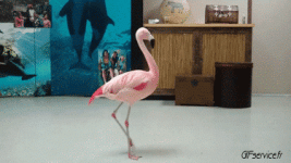 215182-flamenco-pjaros-animales-humor-fun.gif