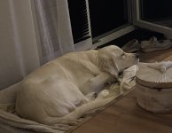 IMG_8613.jpeg IMG_8613.jpeg
