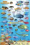 palau reef fishes 1.jpg palau reef fishes 1.jpg