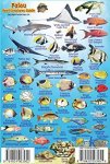 palau reef fishes 2.jpg palau reef fishes 2.jpg